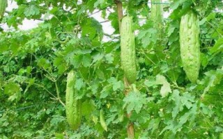 苦瓜高产要如何养根，需深翻土壤、增施有机肥料