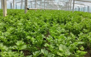 芹菜怎么育苗，将种子与细沙土混合后再撒播