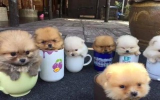 茶杯犬的由来，是基因突变产生的