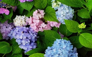 绣球花怎么繁殖，可分株也可压条繁殖