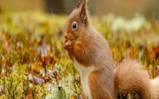 松鼠可以活多久,能活5-10年