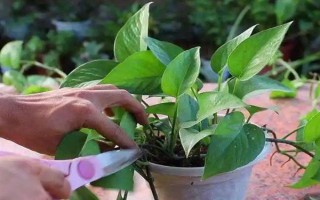 如何修剪垂下来的绿萝，剪除下垂枝条的顶部嫩芽