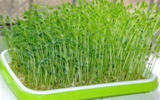 用塑料盆种菜有没有毒，蔬菜的根系无法吸收其中的有毒物质