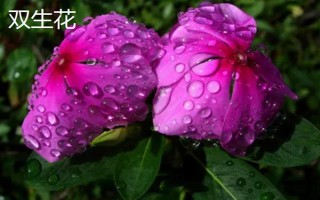 黑暗之花有哪些,常见彼岸花、双生花、黑百合等品种