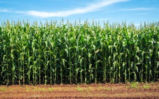 新中玉801玉米品种简介，结合每亩施尿素20公斤