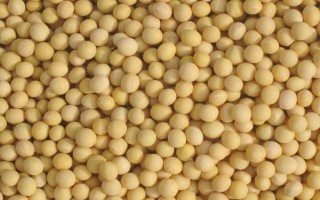 长农24大豆品种的特性,中抗大豆灰斑病