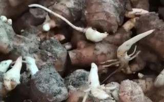 生姜的常见病害如何防治，根据病害类型喷施对应药物