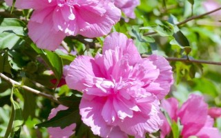 木槿花的寓意,寓意坚韧、质朴、永恒的爱意等