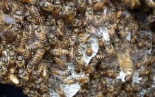 中蜂的分峰征兆，蜂群中出现大量雄蜂房是早期预兆