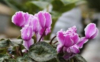 仙客来休眠期是否要浇水，需要浇水但要控制水量