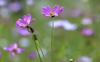 格桑花一年的开放次数,只会在6-8月份开放一次