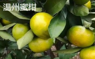 哪些柑橘品种最甜,包括皇帝柑、丑柑、脆蜜金柑等品种