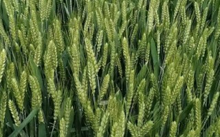 克春2号小麦种子特点,注意防治赤霉病
