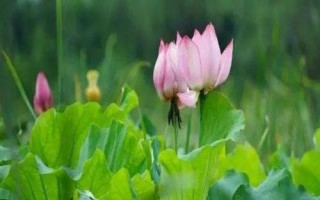 名贵荷花品种介绍,这十种一定要了解