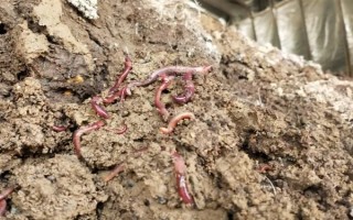 蚯蚓没有销路如何解决，卖给渔具店是不错的选择