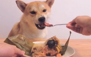 柴犬的智商排名，在狗狗智商排名上处于79名以外