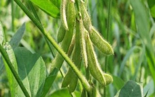 兰豆1号大豆品种简介,中抗炭疽病