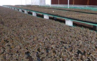 种植金线莲的前景,目前来看前景比较广阔