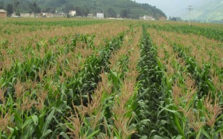 秦龙409玉米种子特征特性，陕南春播生育期116天左右