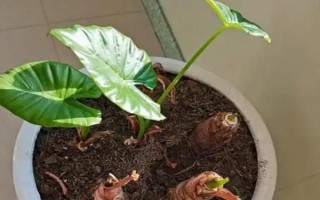 滴水观音不发芽如何处理，每天提供6小时左右的散射光可促进萌芽生长