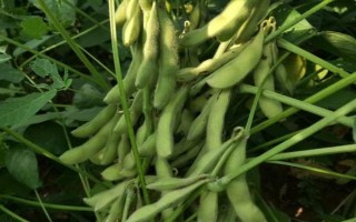 中赣601大豆品种的特性，5月底至6月中上旬播种