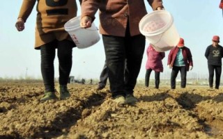 凤田117玉米种简介,中等肥力以上地块栽培