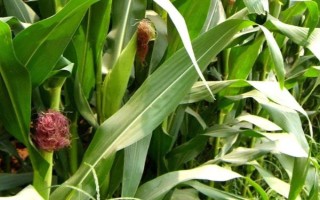 丰垦009玉米种子特征特性，高抗茎腐病(3.6%hr)