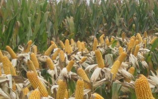 晋甜糯1号玉米品种的特性,适宜播期4月下旬至6月中旬