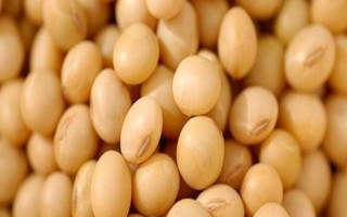 龙垦302大豆种子特征特性,该品种亚有限结荚习性