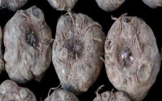 魔芋简介，属于一种类似芋头的食物