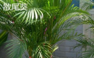 散尾葵和凤尾竹的区别，形态和习性均不同