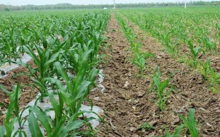 东旭10号玉米种子简介，选择中等肥力以上地块种植