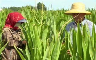 玉米灌浆期倒伏怎么办，可人工扶直