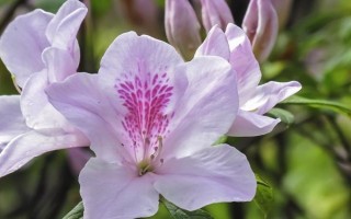 春天开哪些花，常见的有矮牵牛、杜鹃花等