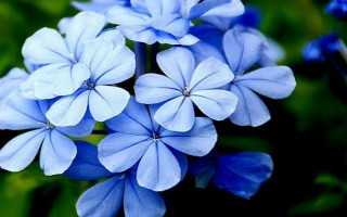 蓝雪花修剪后如何养护，将其放置光线柔和的通风环境中养护