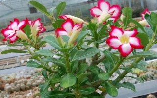 沙漠玫瑰怎样剪枝,抹芽处理是剪枝的基本要求