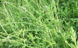 马鞭草有什么种类,分为柳叶马鞭草、柠檬马鞭草等品种