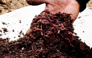 蚯蚓没有销路如何解决，卖给渔具店是不错的选择