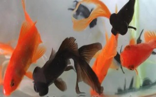 鱼缸金鱼怎么养,需要提供一个充足空间