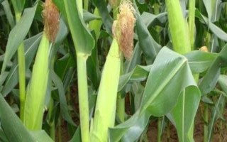 糯贝尔9号玉米种子特征特性，种衣剂包衣防治地下害虫