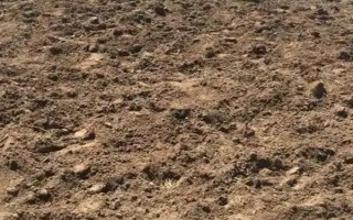 炮仗花的种植要求，放在光线明亮的地方养护