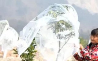 果树防寒方法,低温来临前可在园内熏烟