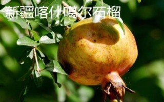 中国石榴第一县是什么地方，规模和产量是我国石榴产区之首