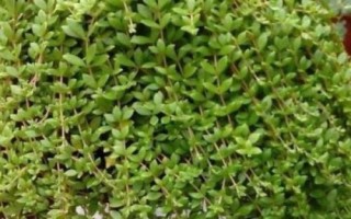 垂盆草的作用，可用于观赏、食用、入药