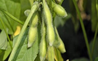 中龙豆120大豆品种简介,普通品种