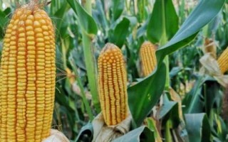 兴达7号玉米种子特征特性,4月上旬播种
