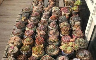 冬天多肉放室内没有阳光怎么处理，要将其移到有光照的位置