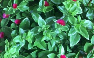 牡丹吊兰是什么植物，属多年生常绿草本植物