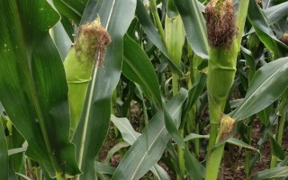 银蝶糯106玉米品种简介，抗病虫接种鉴定中抗大斑病