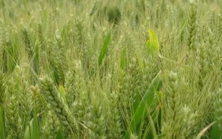 顺麦6号小麦品种的特性，每亩适宜基本苗18～24万